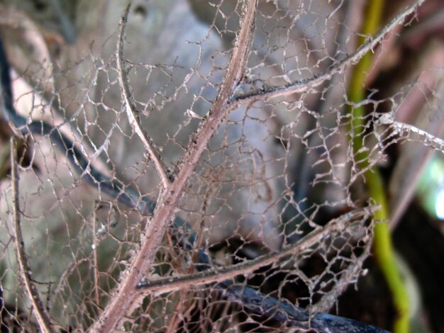 Close-up of frozen plant