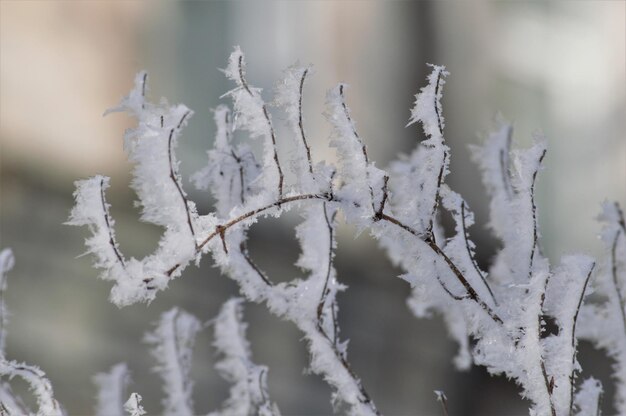 Photo close-up of frozen plant