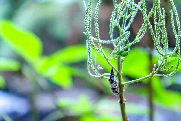 Close-up of frozen plant