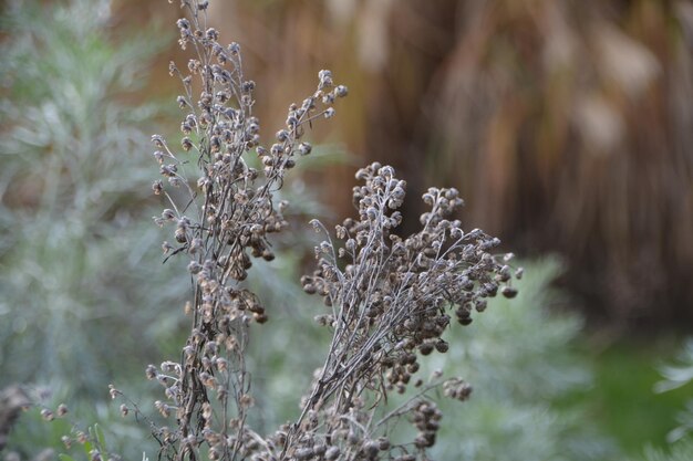 Photo close-up of frozen plant