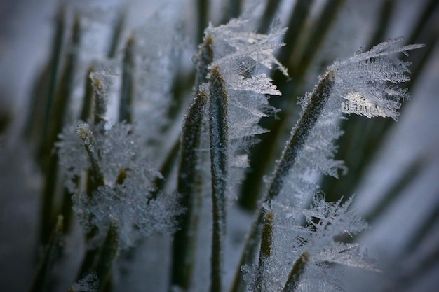 Photo close-up of frozen plant