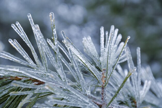 Close-up of frozen plant