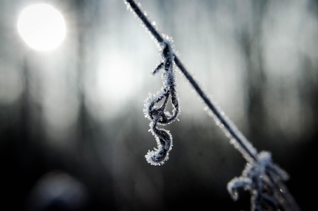 Close-up of frozen plant