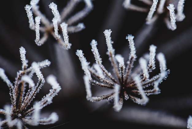 Photo close-up of frozen plant