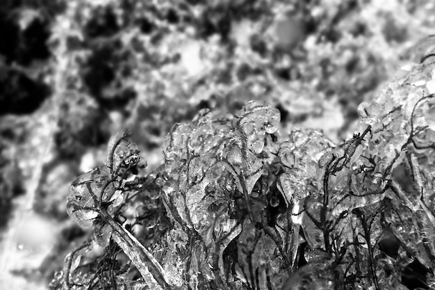 Photo close-up of frozen plant