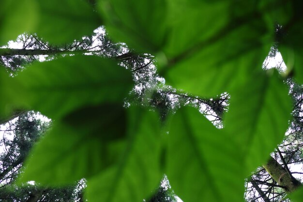 Close-up of frozen plant