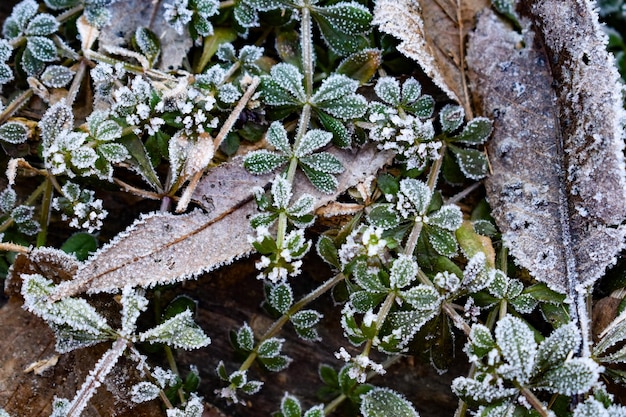 Photo close-up of frozen plant