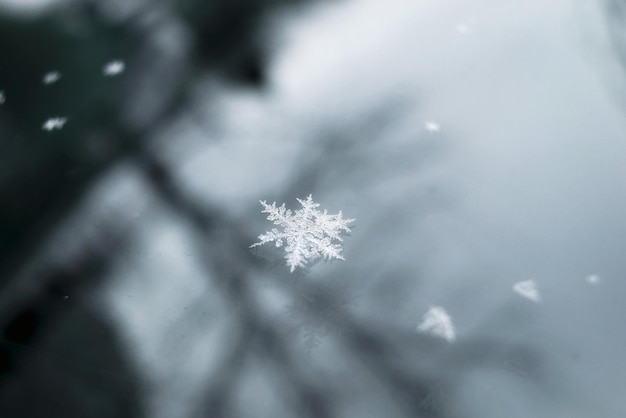 Photo close-up of frozen plant