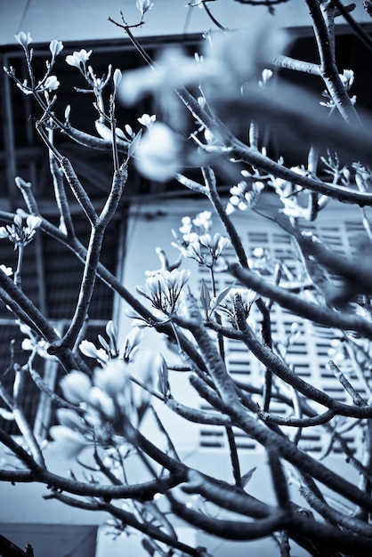 Foto prossimo piano di piante congelate durante l'inverno