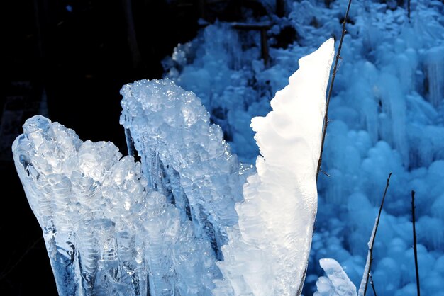 Photo close-up of frozen plants during winter