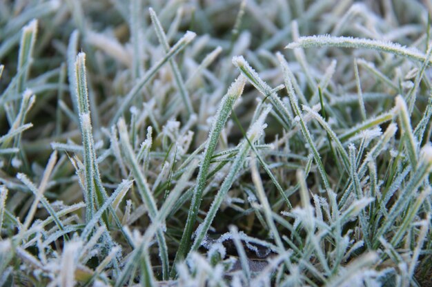 Close-up of frozen plants on field