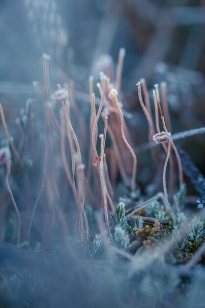 Photo close-up of frozen plants on field