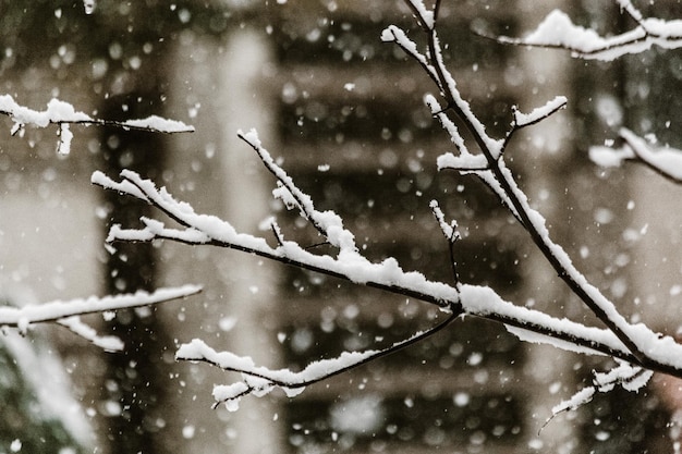 Close-up of frozen plants during winter