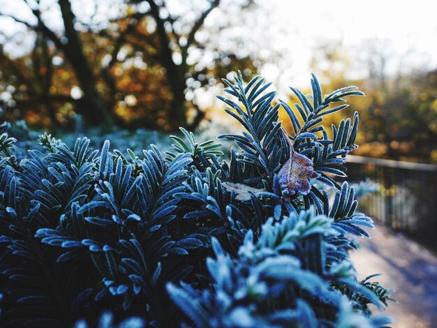 Photo close-up of frozen plants