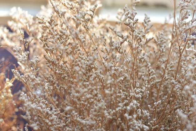 Photo close-up of frozen plants