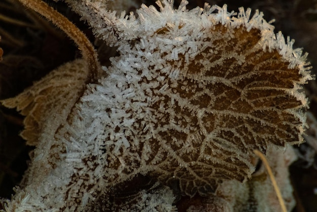 Foto prossimo piano di piante congelate