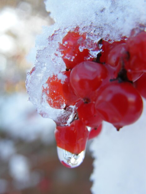 Photo close-up of frozen red flower