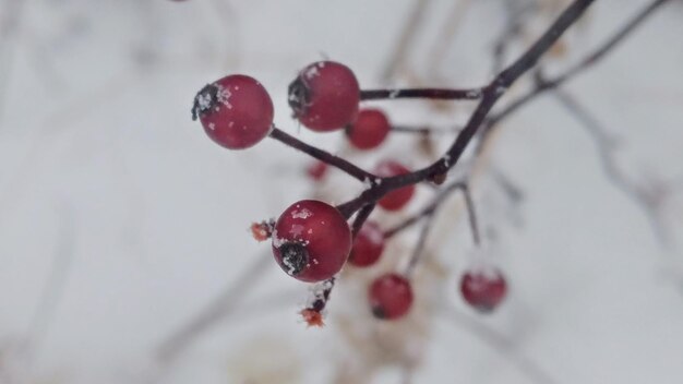 Foto close-up di fianchi di rosa congelati sull'albero