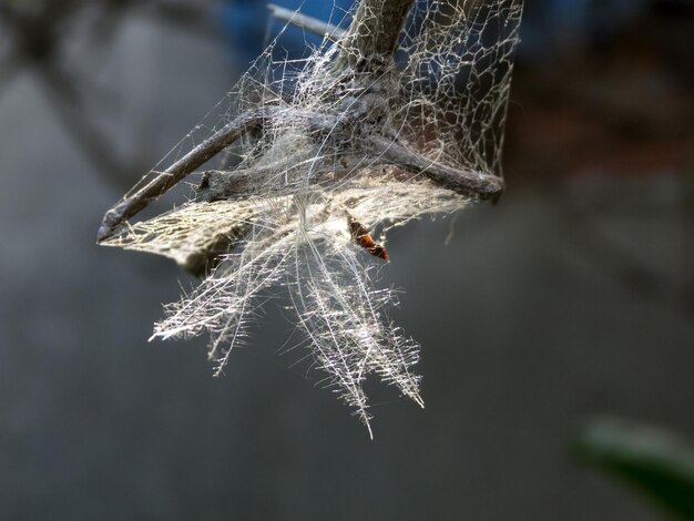 Close-up of frozen spider web