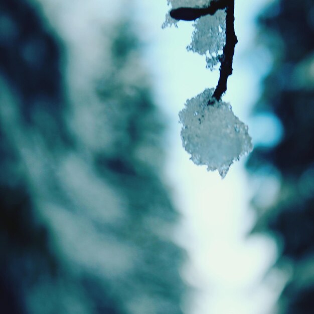 Close-up of frozen tree against sky