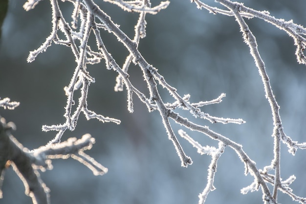 Photo close-up of frozen tree branch during winter