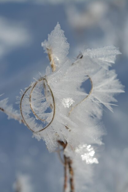 Close-up of frozen tree during winter