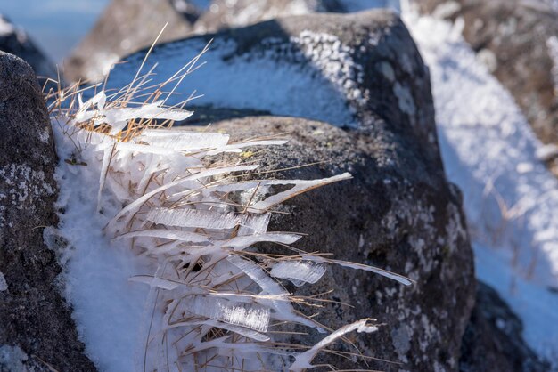 Close-up of frozen tree trunk during winter