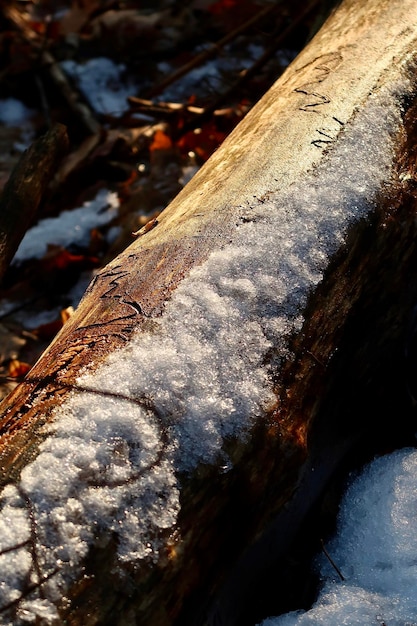 Close-up of frozen tree trunk