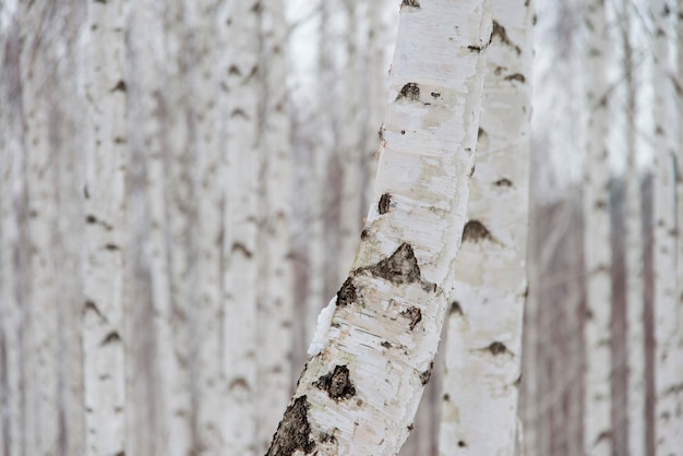 Close-up of frozen tree trunk