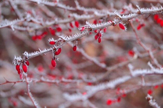 Photo close-up of frozen tree