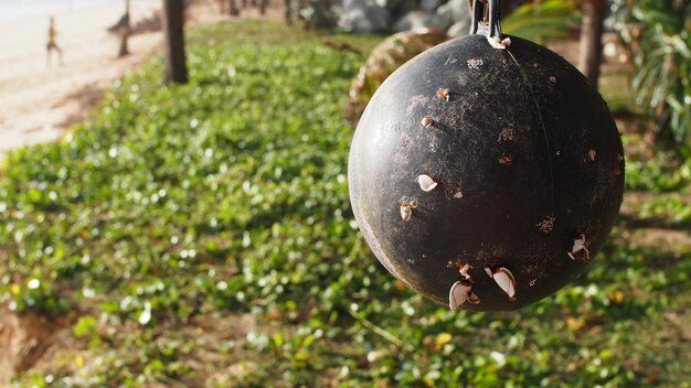 Photo close-up of fruit at beach