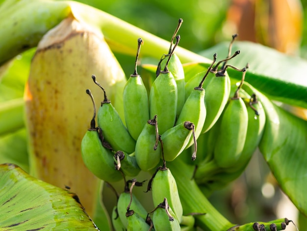 Photo close-up of fruit growing on plant