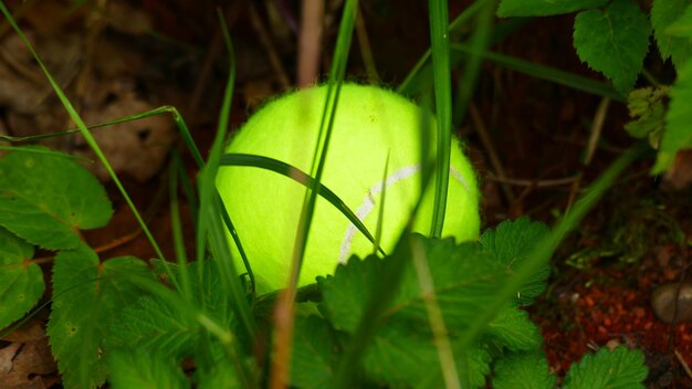 Close-up of fruit growing on plant