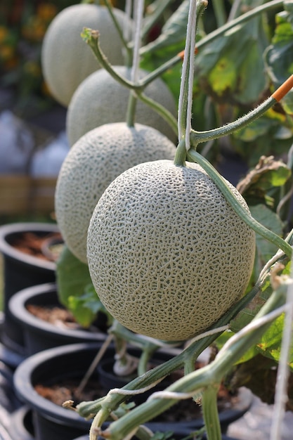 Photo close-up of fruit growing on plant