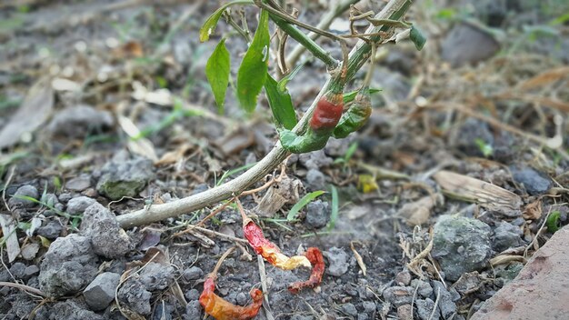 Close-up of fruit growing on plant