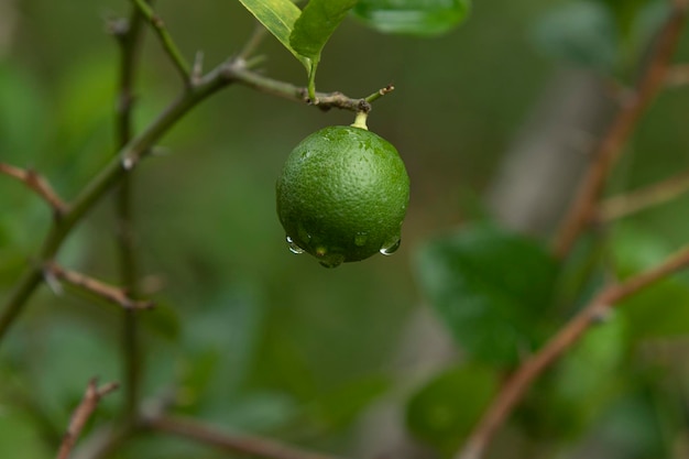 Close-up of fruit growing on plant