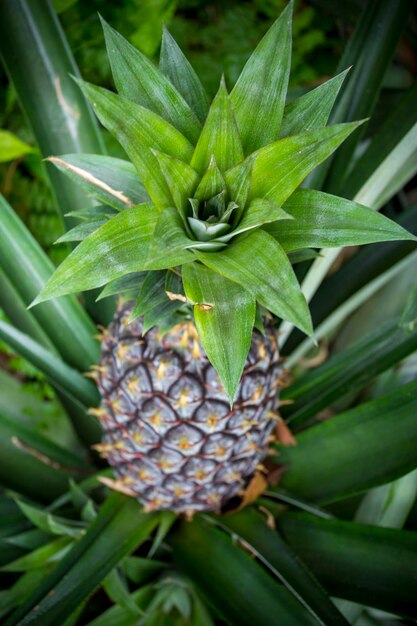 Close-up of fruit growing on plant