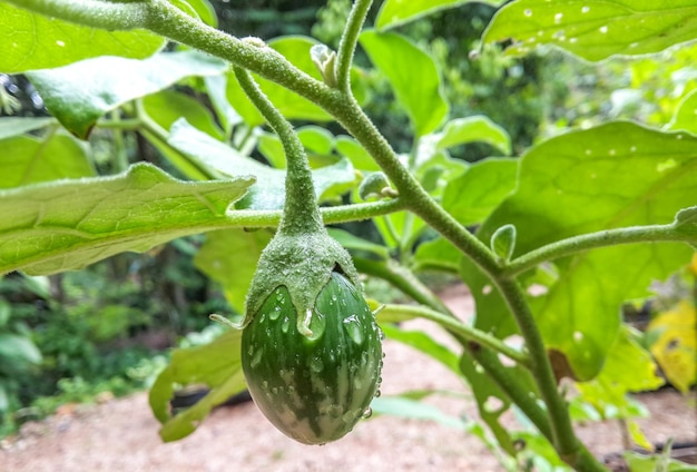 Close-up of fruit growing on plant