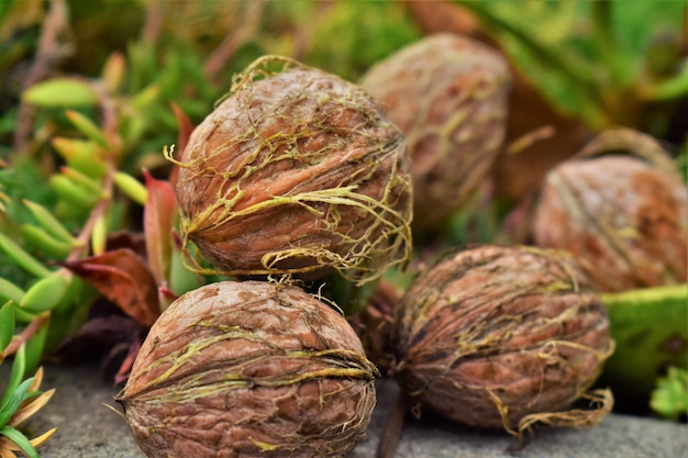 Photo close-up of fruit growing on plant