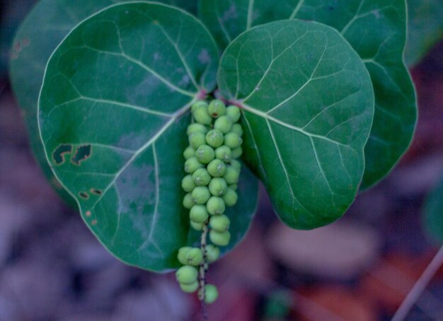 Foto prossimo piano di frutta che cresce sulla pianta