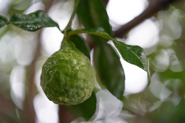 Foto prossimo piano della crescita dei frutti sulla pianta