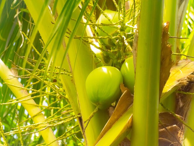 Close-up of fruit growing on plant