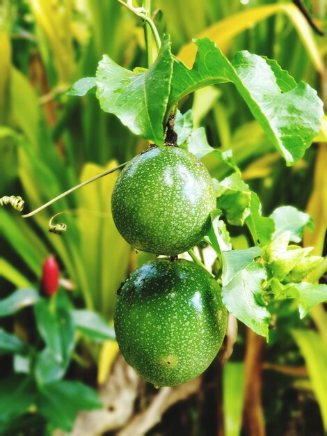 Close-up of fruit growing on plant