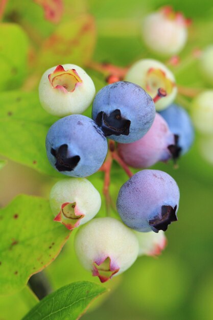 Foto prossimo piano di frutta che cresce sulla pianta