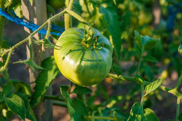 植物で育つ果物のクローズアップ