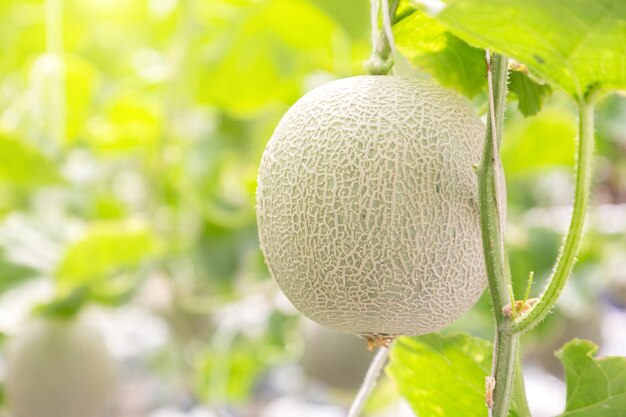 植物で育つ果物のクローズアップ