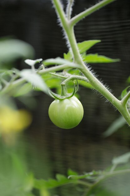 Close-up of fruit growing on plant