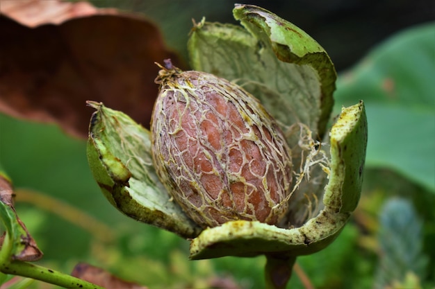 Foto prossimo piano della crescita dei frutti sulla pianta