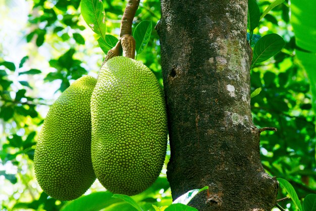close-up of fruit growing on tree trunk