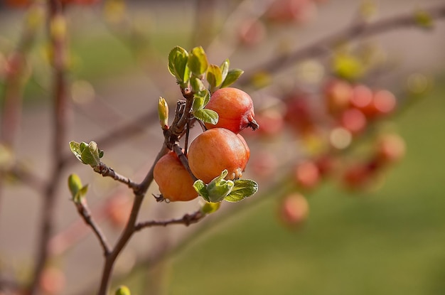 Photo close-up of fruit growing on tree